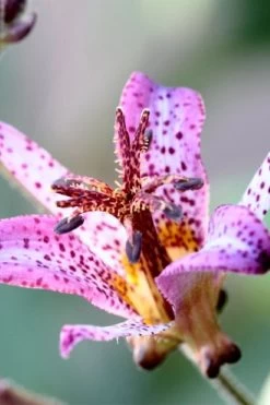 Samurai Toad Lily (Tricyrtis Formosana) - 5 Pack Of Quart Pots -Shrub Plant Shop tricyrtis formosana samurai toad lily 5