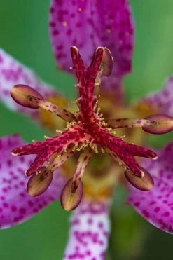 Samurai Toad Lily (Tricyrtis Formosana) - 5 Pack Of Quart Pots -Shrub Plant Shop tricyrtis formosana samurai toad lily 6