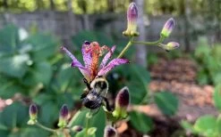 Samurai Toad Lily (Tricyrtis Formosana) - 5 Pack Of Quart Pots -Shrub Plant Shop tricyrtis formosana samurai toad lily 8