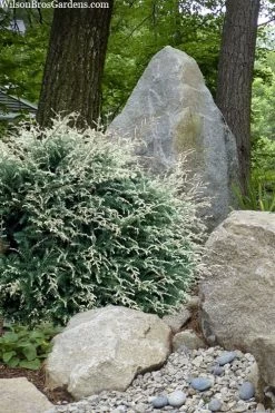 Gentsch White Frosted Dwarf Canadian Hemlock (Tsuga) - 3 Gallon Pot