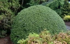 Gentsch White Frosted Dwarf Canadian Hemlock (Tsuga) - 3 Gallon Pot -Shrub Plant Shop tsuga canadensis grentsch white canadian hemlock 20