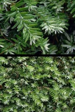 Gentsch White Frosted Dwarf Canadian Hemlock (Tsuga) - 3 Gallon Pot -Shrub Plant Shop tsuga canadensis grentsch white canadian hemlock 21