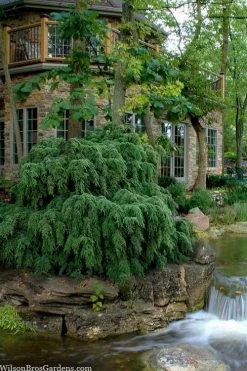 Weeping Canadian Hemlock (Tsuga Canadensis 'Pendula') - 3 Gallon Pot
