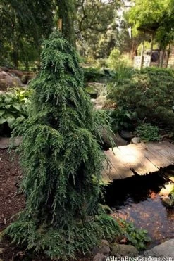 Weeping Canadian Hemlock (Tsuga Canadensis 'Pendula') - 3 Gallon Pot -Shrub Plant Shop tsuga canadensis pendula weeping canadian hemlock 5