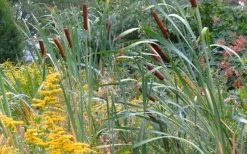 Broadleaf Cattail Plant (Typha Latifolia) - 1 Gallon Pot -Shrub Plant Shop typha