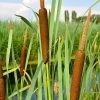 Broadleaf Cattail Plant (Typha Latifolia) - 8 Pack Of 1 Gallon Pots