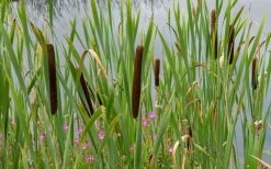 Broadleaf Cattail Plant (Typha Latifolia) - 1 Gallon Pot -Shrub Plant Shop typha latifolia broadleaf cattail 3