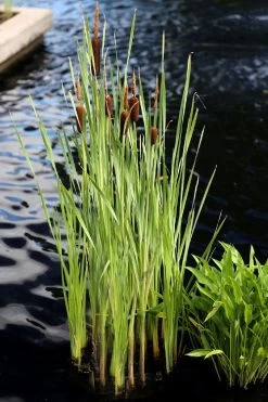Broadleaf Cattail Plant (Typha Latifolia) - 1 Gallon Pot -Shrub Plant Shop typha latifolia broadleaf cattail 5