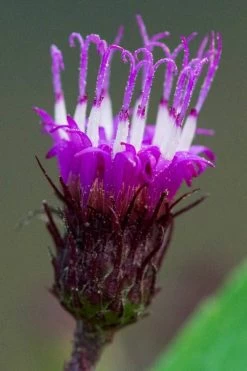 New York Ironweed (Vernonia Noveboracensis) - 6 Pack Of 1 Gallon Pots -Shrub Plant Shop vernonia noveboracensis new york iron weed 13