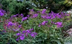 New York Ironweed (Vernonia Noveboracensis) - 6 Pack Of 1 Gallon Pots -Shrub Plant Shop vernonia noveboracensis new york iron weed 18