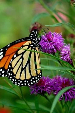 New York Ironweed (Vernonia Noveboracensis) - 6 Pack Of 1 Gallon Pots -Shrub Plant Shop vernonia noveboracensis new york iron weed 19