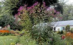 New York Ironweed (Vernonia Noveboracensis) - 6 Pack Of 1 Gallon Pots -Shrub Plant Shop vernonia noveboracensis new york iron weed 21