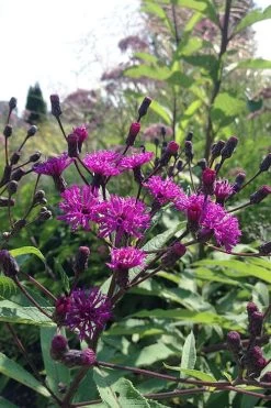 New York Ironweed (Vernonia Noveboracensis) - 6 Pack Of 1 Gallon Pots -Shrub Plant Shop vernonia noveboracensis new york iron weed 4