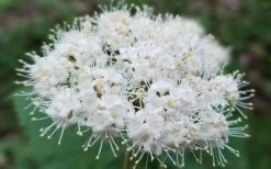 Maple Leaf Viburnum - 1 Gallon Pot -Shrub Plant Shop viburnum acerifolium maple leaf 15