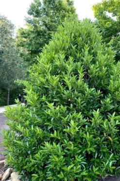 Mirror Leaf Sweet Viburnum - 7 Gallon Pot (2-3') 8 Mirror Leaf Sweet Viburnum - 7 Gallon Pot (2-3') -Shrub Plant Shop viburnum awabuki chindo 3 2