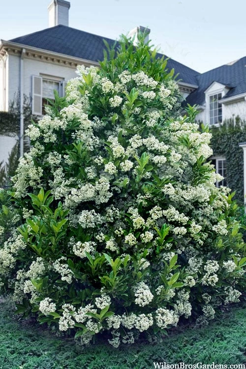 Mirror Leaf Sweet Viburnum - 3 Gallon Pot 1 Mirror Leaf Sweet Viburnum - 3 Gallon Pot