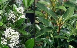 Mirror Leaf Sweet Viburnum - 1 Gallon Pot 9 Mirror Leaf Sweet Viburnum - 1 Gallon Pot -Shrub Plant Shop viburnum awabuki chindo 4 1