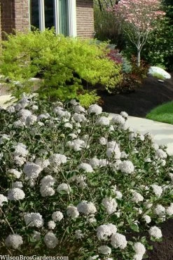 Spice Baby Koreanspice Viburnum - 1 Gallon Pot -Shrub Plant Shop viburnum carleseii spice baby 7