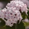 Spice Baby Koreanspice Viburnum - 1 Gallon Pot