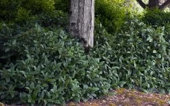 David Viburnum - 3 Gallon Pot -Shrub Plant Shop viburnum davidii 12