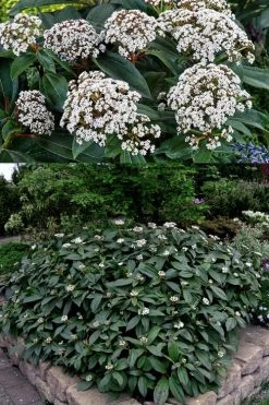 David Viburnum - 3 Gallon Pot -Shrub Plant Shop viburnum davidii 15