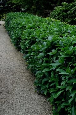 David Viburnum - 3 Gallon Pot -Shrub Plant Shop viburnum davidii 17