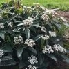 David Viburnum - 3 Gallon Pot