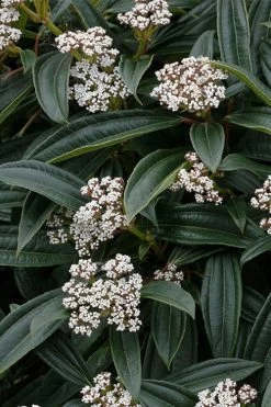 David Viburnum - 3 Gallon Pot -Shrub Plant Shop viburnum davidii 3