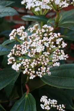 David Viburnum - 3 Gallon Pot -Shrub Plant Shop viburnum davidii 5