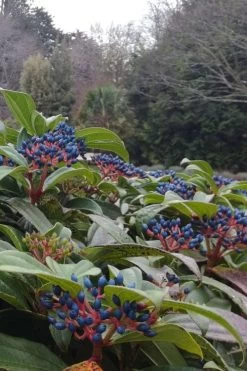 David Viburnum - 3 Gallon Pot -Shrub Plant Shop viburnum davidii 6