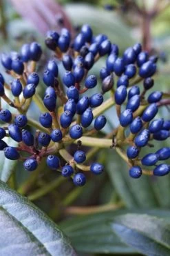 David Viburnum - 3 Gallon Pot -Shrub Plant Shop viburnum davidii 7