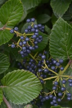 Arrowwood Viburnum - 3 Gallon Pot 15 Arrowwood Viburnum - 3 Gallon Pot -Shrub Plant Shop viburnum dentatum arrowwood 2