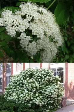Arrowwood Viburnum - 3 Gallon Pot 11 Arrowwood Viburnum - 3 Gallon Pot -Shrub Plant Shop viburnum dentatum arrowwood 3