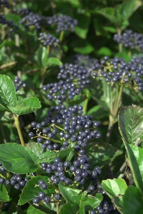 Arrowwood Viburnum - 3 Gallon Pot 1 Arrowwood Viburnum - 3 Gallon Pot