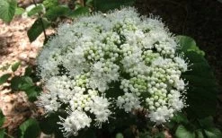 Arrowwood Viburnum - 3 Gallon Pot 12 Arrowwood Viburnum - 3 Gallon Pot -Shrub Plant Shop viburnum dentatum arrowwood 5