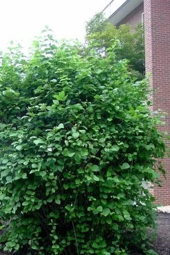 Arrowwood Viburnum - 3 Gallon Pot 13 Arrowwood Viburnum - 3 Gallon Pot -Shrub Plant Shop viburnum dentatum arrowwood 7