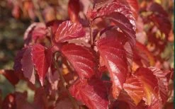 Arrowwood Viburnum - 3 Gallon Pot 14 Arrowwood Viburnum - 3 Gallon Pot -Shrub Plant Shop viburnum dentatum arrowwood 9