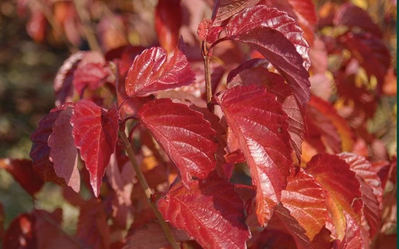 Arrowwood Viburnum - 3 Gallon Pot 7 Arrowwood Viburnum - 3 Gallon Pot - Image 7