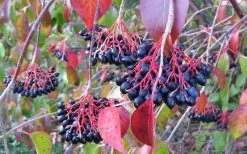 Nannyberry Viburnum - 3 Gallon Pot -Shrub Plant Shop viburnum lentago nannyberry 2