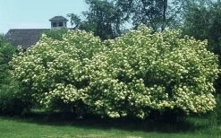Nannyberry Viburnum - 3 Gallon Pot -Shrub Plant Shop viburnum lentago nannyberry 4