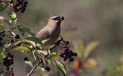 Nannyberry Viburnum - 3 Gallon Pot -Shrub Plant Shop viburnum lentago nannyberry 5