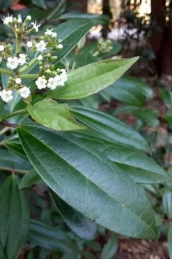 Moonlit Lace Viburnum - 7 Gallon Pot 10 Moonlit Lace Viburnum - 7 Gallon Pot -Shrub Plant Shop viburnum moonlit lace 5 1