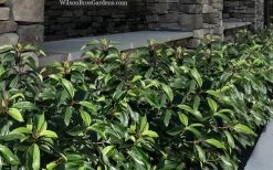 Moonlit Lace Viburnum - 3 Gallon Pot 9 Moonlit Lace Viburnum - 3 Gallon Pot -Shrub Plant Shop viburnum moonlit lace 9