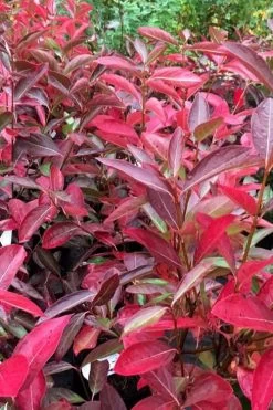 Winterthur Viburnum - 1 Gallon Pot 12 Winterthur Viburnum - 1 Gallon Pot -Shrub Plant Shop viburnum nudum winterthur 100