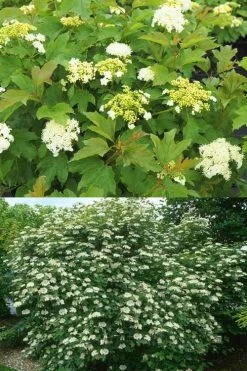 Dwarf European Cranberry Bush - 5 Gallon Pot -Shrub Plant Shop viburnum opulus compactum dwarf european cranberry bush 10 1