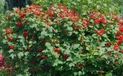 Dwarf European Cranberry Bush - 5 Gallon Pot -Shrub Plant Shop viburnum opulus compactum dwarf european cranberry bush 2 1