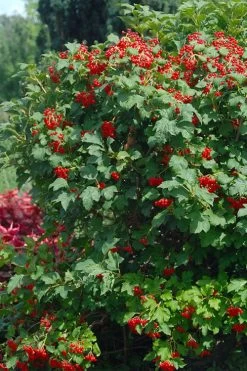 Dwarf European Cranberry Bush - 1 Gallon Pot -Shrub Plant Shop viburnum opulus compactum dwarf european cranberry bush 3