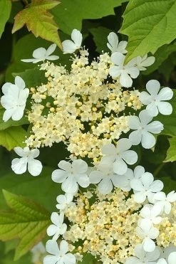 Dwarf European Cranberry Bush - 1 Gallon Pot -Shrub Plant Shop viburnum opulus compactum dwarf european cranberry bush 4