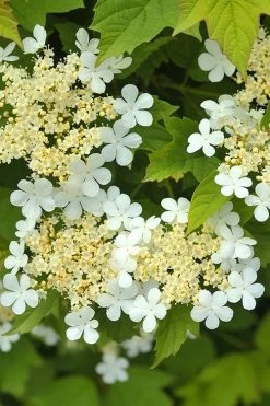 Dwarf European Cranberry Bush - 1 Gallon Pot -Shrub Plant Shop viburnum opulus compactum dwarf european cranberry bush 5