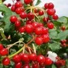 Dwarf European Cranberry Bush - 1 Gallon Pot